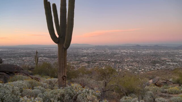 Saguaro cactus at sunset Phoenix Traffic
