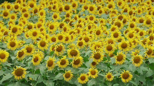 画面全体に風に揺れる満開のひまわり