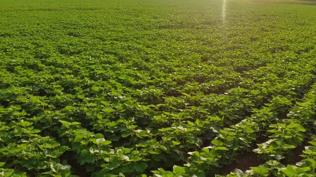 Soybean field rows growing with warm sunlight during golden hour in rural landscape