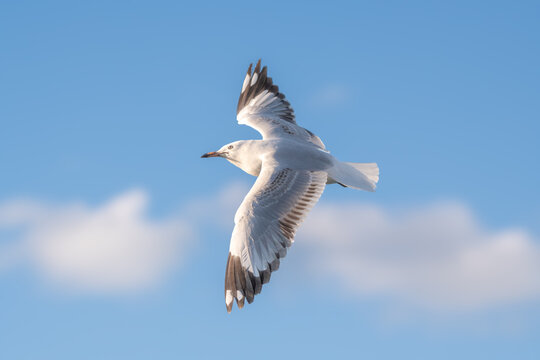Black billed Gull