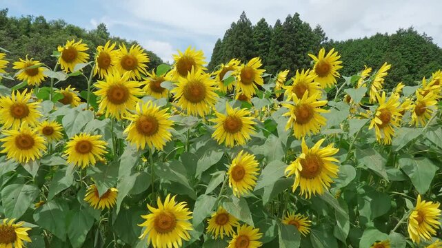 風に揺れる満開のひまわり