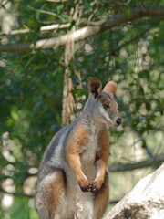 Naklejka premium Yellow-Footed Rock Wallaby Standing on a Rocky Outcrop