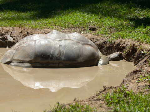 Giant Aldabra Tortoise Cooling Off in a Muddy Water Hole