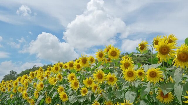 空をバックに風に揺れる満開のひまわり