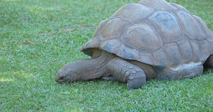 Giant Aldabra Tortoise Grazing on Green Grass in Natural Habitat