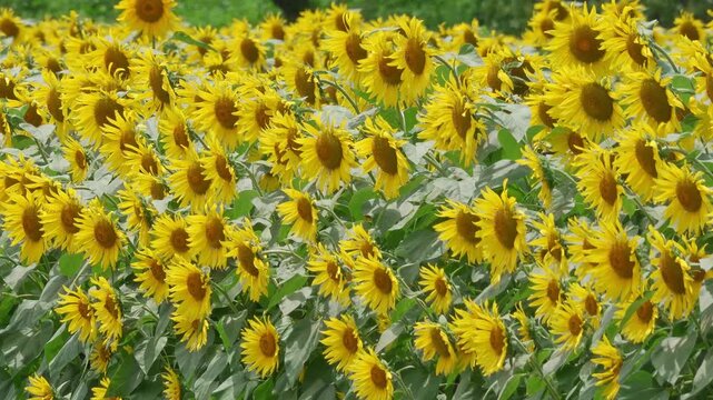 風に揺れる満開のひまわりを斜め前からの映像