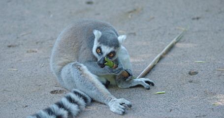 Naklejka premium Ring-Tailed Lemur Sitting on Ground Eating a Bamboo Stick