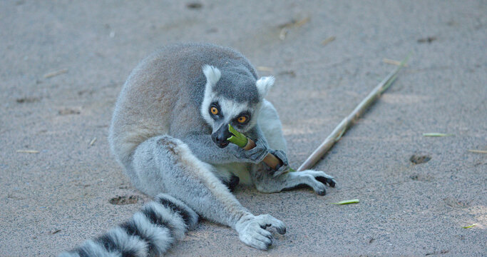 Ring-Tailed Lemur Sitting on Ground Eating a Bamboo Stick