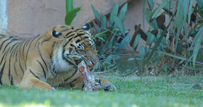 Sumatran Tiger Eating Raw Meat on Green Grass Outdoors