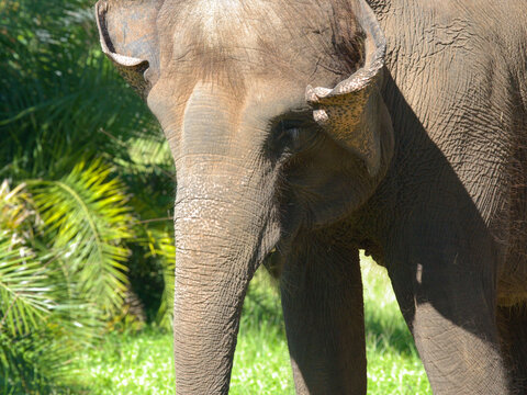 Close Up Portrait of an Asian Elephant in Tropical Sunlight