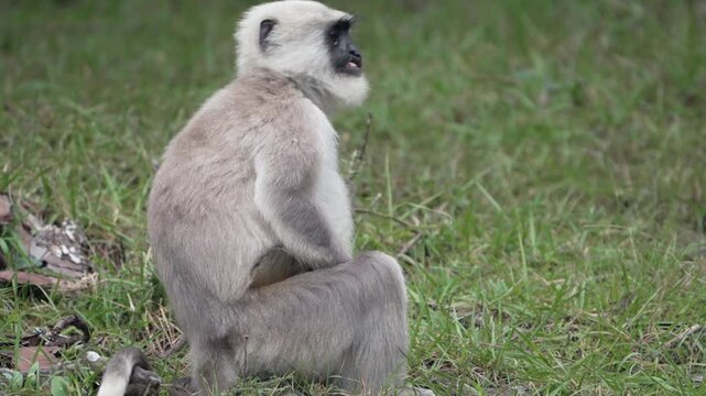 Gray langur sitting calmly on grassy forest ground, looking around before standing up and walking away with its long tail raised in a natural woodland habitat