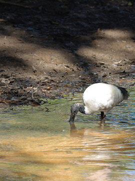 Australian White Ibis Foraging in Shallow Water at Riverbank