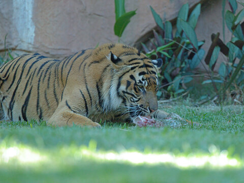Sumatran Tiger Eating Raw Meat on Grass in Outdoor Enclosure