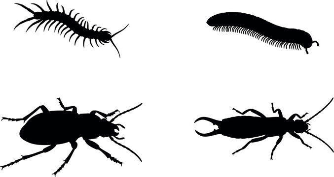 Crawling Crawlers Insect Silhouette Collection Featuring Centipede Millipede Ground Beetle Earwig Vector Set