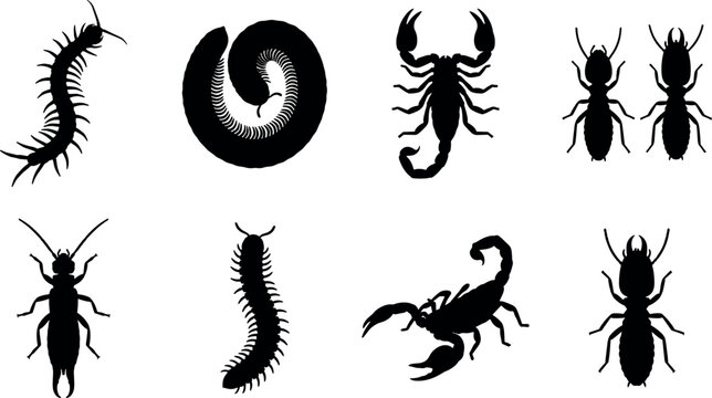 Crawling Pest Insects and Arachnids Silhouette Collection Featuring Centipede Millipede Scorpion Termite Earwig Vector Set