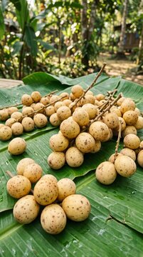 Langsat fruits arranged on banana leaves tropical harvest fresh organic natural Southeast Asia vibrant display