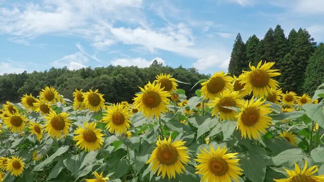 空をバックに風に揺れる満開のひまわり