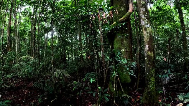 Dense Tropical Rainforest Trail in Ecuador with Tall Trees, Dark Green Understory, Leaf Litter and Remote Amazon Jungle Ecology Background