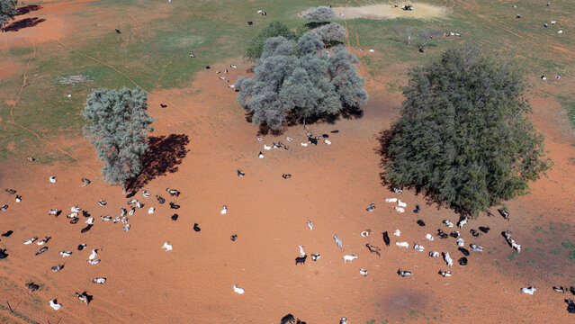 wild feral goats  in outback New South Wales.