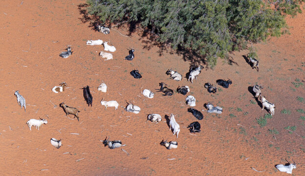 wild feral goats  in outback New South Wales.