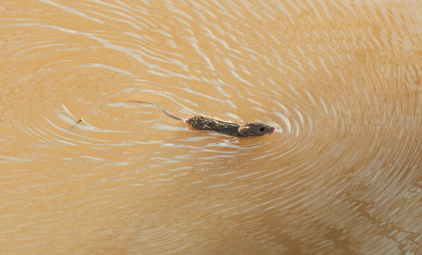 A field mouse swimming in the muddy  Warrego river, north Queensland.