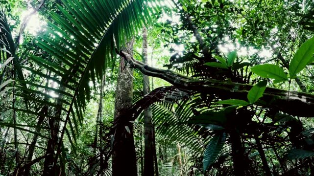 Tall Rainforest Canopy in Ecuador with Palm Leaves, Vines, Bright Green Foliage and Tropical Amazon Biodiversity Nature Background