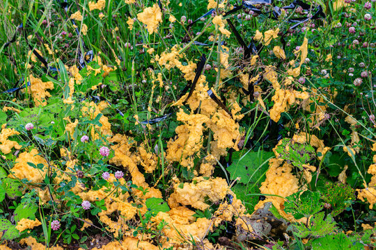 Hardened polyurethane construction foam splattered over vibrant green grass and clover, result of an accidental explosion or act of mindless vandalism in a meadow environment