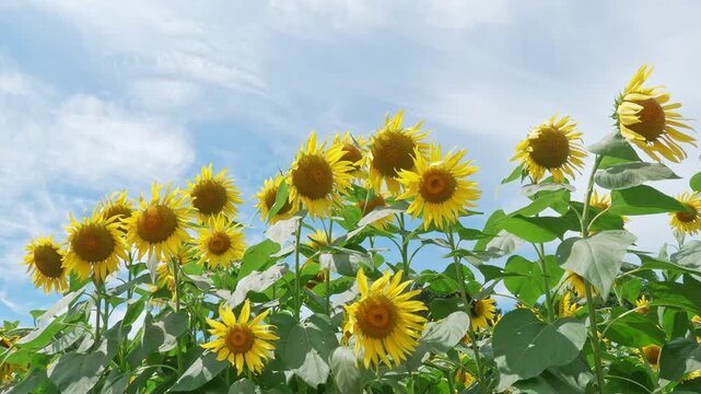 空をバックに風に揺れる満開のひまわり