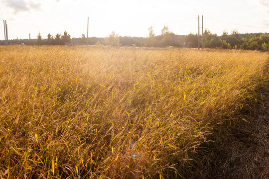 Golden dry grass stalks glowing in the late August sun create a warm rustic meadow texture in the countryside during a hazy summer afternoon with a gentle rural vibe