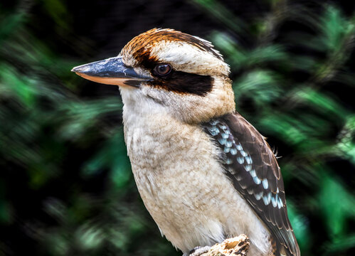 Colorful Kookaburra Bird