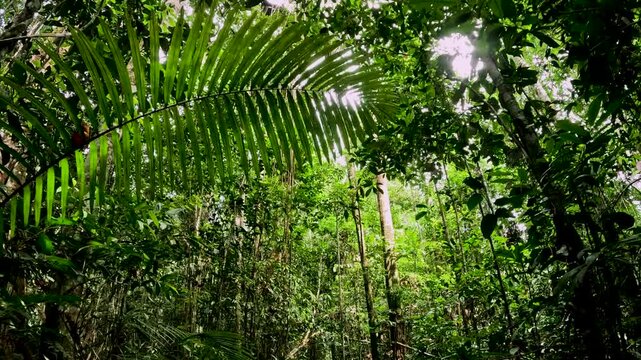 Bright Sunlight Through Dense Tropical Rainforest Canopy in Ecuador, Green Leaves, Palm Fronds and Amazon Jungle Nature Background