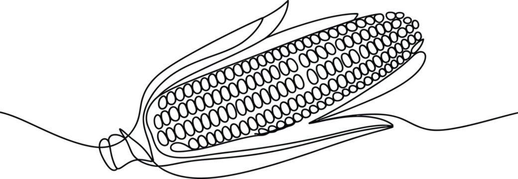 Continuous single line drawing of a fresh corn cob vegetable for healthy food design