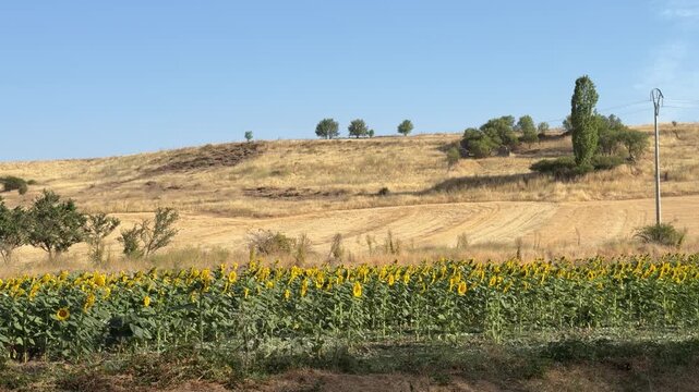 Scenic view of a sunflower field in a rural landscape