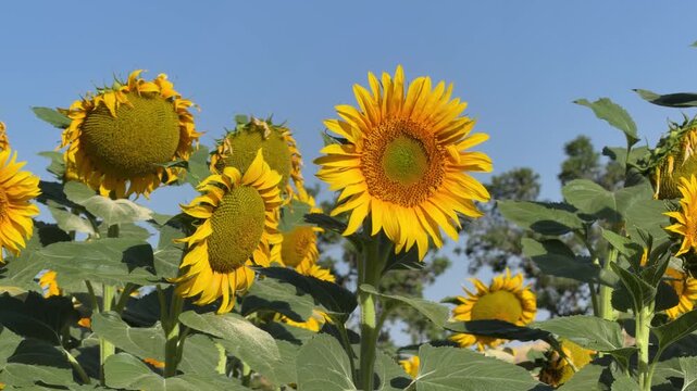 Blooming yellow sunflowers moving in the wind
