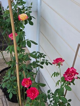 Pink roses in the garden of pink roses. Blooming Roses on the Bush. Growing roses in the garden.