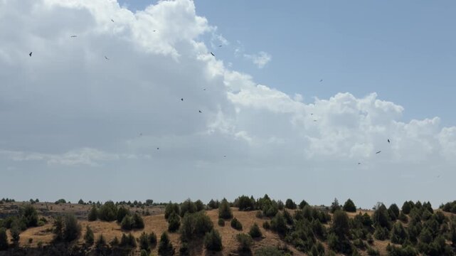 Flock of vultures soaring over a dry canyon landscape