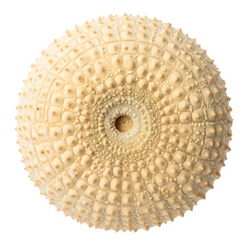 Top View of a Textured White Sea Urchin Shell on Black echinoderm marine