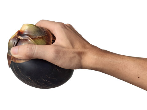 Holding a toddy palm fruit in hand, isolated on a PNG background.