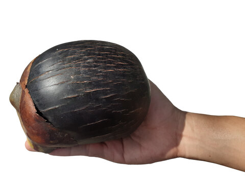 Holding a toddy palm fruit in hand, isolated on a PNG background.