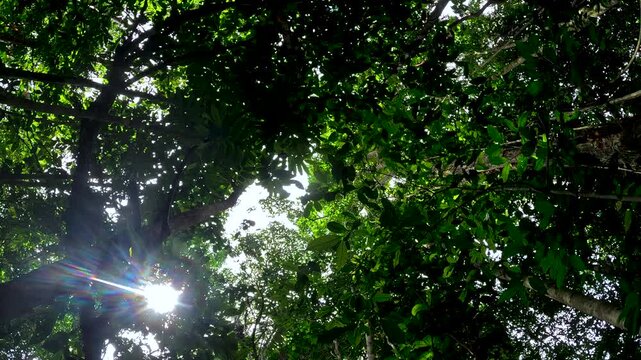 Sun Flare Through Dense Tropical Rainforest Canopy in Ecuador, Green Leaves, Dark Branches and Bright Amazon Jungle Nature Background