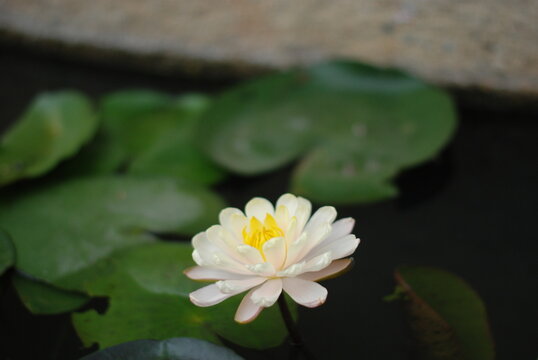 White Water Lily Blooming Among Lily Pads in Dark Pond