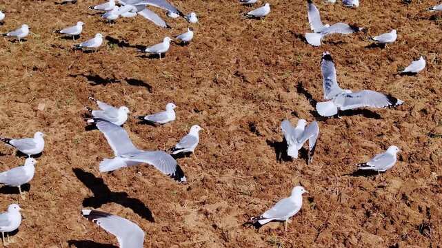 Drone above flying gulls searching for worms across freshly cultivated soil