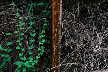 A weathered rusty metal pole stands between cascading green heart-shaped vine leaves and a tangled mass of dry, dead branches, showing a striking natural contrast between growth and decay outdoors. © Roshan