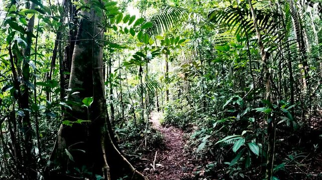 Narrow Path Through Dense Amazon Rainforest in Ecuador with Tall Trees, Green Understory, Leaf Litter and Remote Tropical Jungle Landscape
