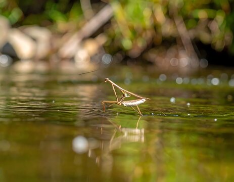 A water strider insect gracefully walks on the shimmering surface of a pond, its delicate legs creating ripples and reflections, showcasing nature's intricate designs.