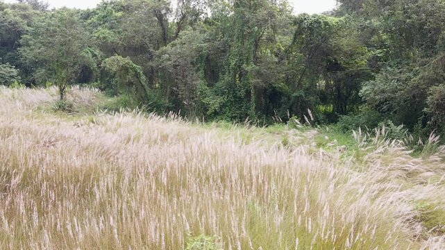 Cinematic aerial shot of wild pampas grass blowing in the wind at the edge of a dense green forest. Suitable for sustainability and ecofriendly nature themes.
