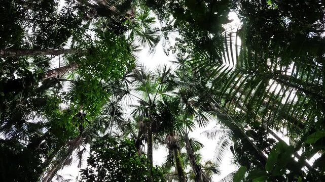 Looking Up Through Tall Tropical Rainforest Canopy in Ecuador with Dark Tree Crowns, Palm Leaves, Bright Sky and Amazon Biodiversity Background