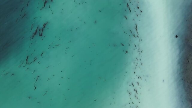 Aerial shot top down of Herring spawn milt on a beach on the west coast of British Columbia