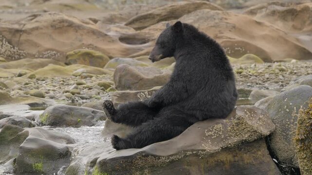 Funny Black bear comically sitting on its butt scratching itself next to a river waiting for salmon to come.