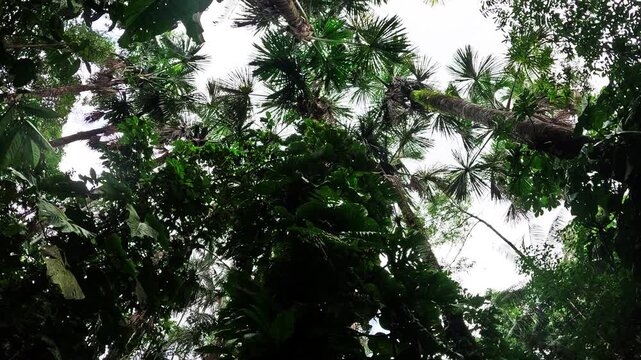 Dark Tropical Rainforest Canopy in Ecuador with Palm Fronds, Tall Tree Crowns, Bright Sky and Remote Amazon Jungle Biodiversity Scene